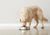 Best Dog Food Toppers