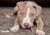 Best Dog Chews in Canada