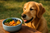 Golden retriever dog looking at a bowl of freeze-dried raw dog food with superfood ingredients