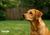The Hidden Dangers of Wasps and Flies for Curious Pets