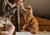 Using Dr. Marty Freeze-Dried Cat Food for Cat Training.
