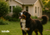 Late‑Summer Pest Alert: What’s Buzzing in Backyards this Time of Year