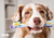 Dental Care for Dogs Best Dental Care Products from Brindle Pets Including Proden PlaqueOff