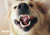 blog-dental-care-for-dogs-plaqueoff-powder