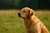 Flea and Tick Care for Dogs and Insect Repellant