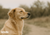 Healthy dog from eating freeze-dried dog food