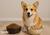 Corgi dog choosing between kibble (dry dog food) and freeze-dried raw dog food.
