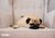Pug dog with a sensitive stomach
