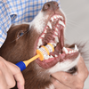 Arm and Hammer 360 Toothbrush for Dogs