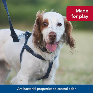 Coastal Soy Lead Rose