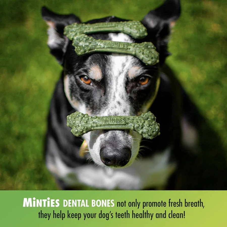 Minties Maximum Mint Dental Bones