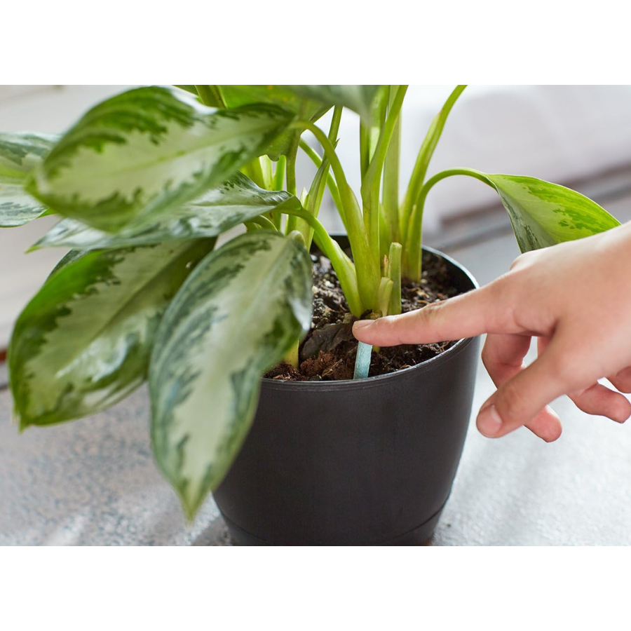 Miracle-Gro Indoor Plant Food Spikes 6-12-6