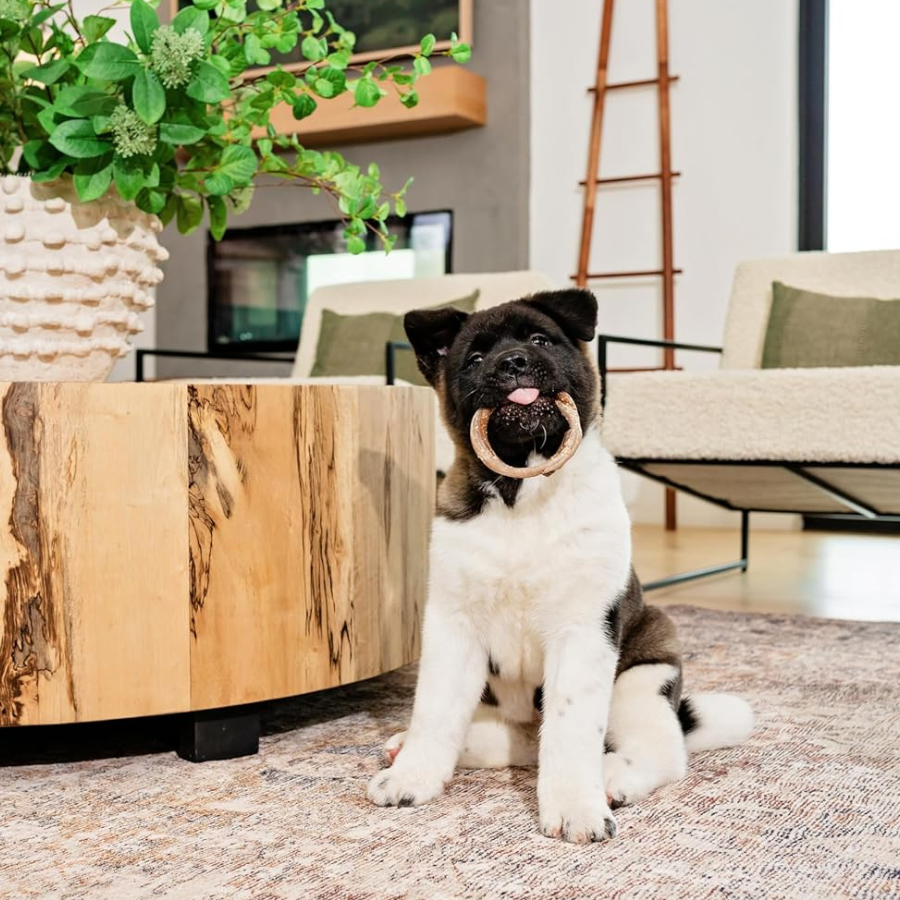 N-Bone Puppy Teething Ring Pumpkin Flavour - 6 Pack