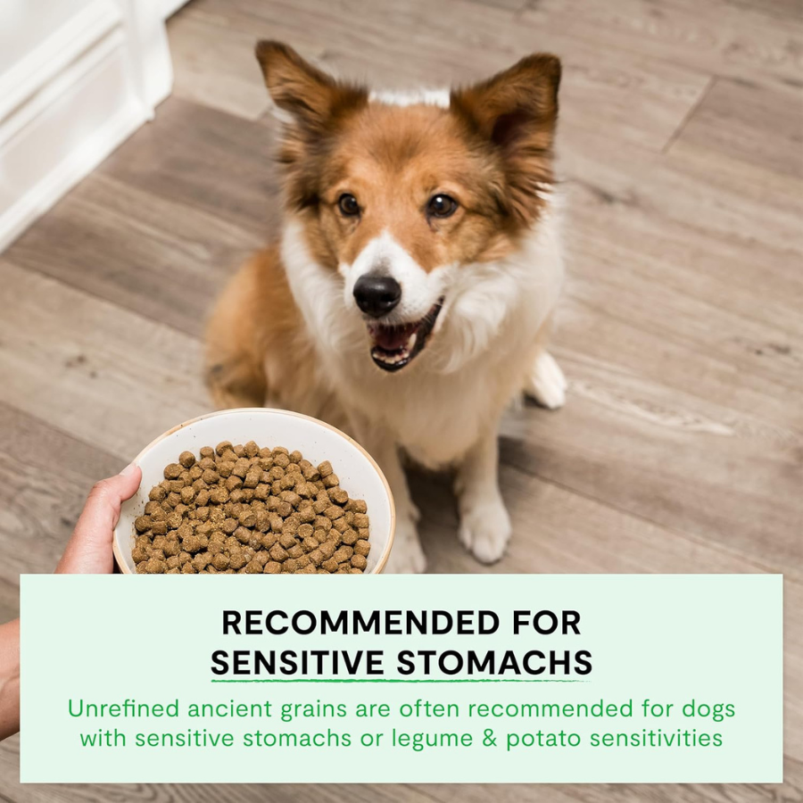 Open Farm Grass-Fed Beef and Ancient Grains - 22 lbs