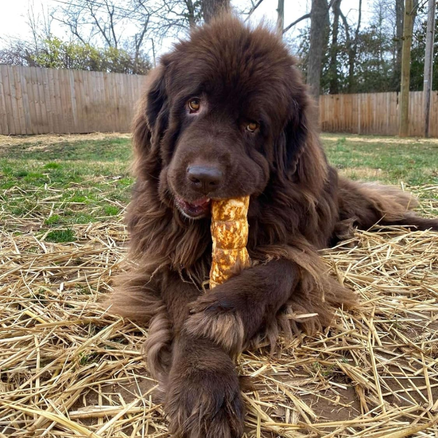 RedBarn Glazed Beef Cheek Roll - Small/Medium