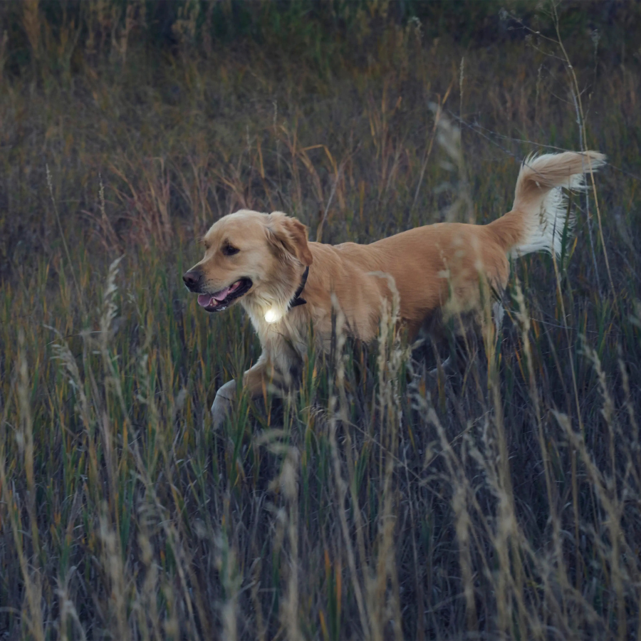 SpotLit Collar Light - Blue
