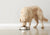 Best Dog Food Toppers