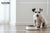 Dog Food for Picky Eater