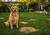 Why Does Dog Pee Kill Grass? Tips For Repairing Your Lawn