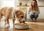 Is Your Dog a Tiny Food Critic? Signs You’re Living With a Very Opinionated Eater