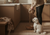 Buy premium dog food online in Canada from Brindle Pet Supplies