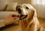buy pet health supplements online in canada at brindle pet supplies