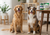 Buy Naturvet and Vet's Best pet health supplements online in Canada