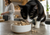Best Freeze-Dried Cat Food in Canada 2026: 6 Premium Foods Compared