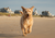 A wheaton terrior dog mid-stride across a beach in a quaint coastal beach town, ears flapping, under a soft blue sky. The dog looks happy and healthy, symbolizing vitality and freedom. Soft natural light, minimal editing, warm neutral tones.