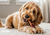 Buy dog chews and bully sticks online in canada