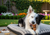 Buy Bully Sticks and Dog Chews Online in Canada