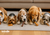 Best Dog Chews in Canada Shop Online for Bully Sticks