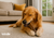 Buy Long-Lasting Dog Chews Online in Canada