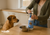 Best Omega Oils for Dogs and Cats