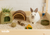 Best bunny food and treats to buy online in Canada