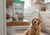 Dr. Marty vs Fresh Dog Food: Which Is Better?
