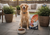 Buy Farmina N&D Dog Food Online in Canada