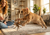 The Indoor Cat Enrichment Guide for Slightly Unhinged Cats