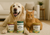 Happy dog and cat together indoors with NaturVet supplements — NaturVet is back in Canada