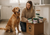 Buy NaturVet Pet Health Supplements Online in Canada
