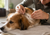 Ticks on Dogs: Symptoms, Safe Removal and Prevention