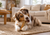 Why Your Dog's Bully Sticks Never Last (And How to Fix It)
