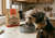 Buy Vital Essentials Online in Canada at Brindle Pets