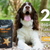 Brindle Pet Supplies