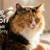 Brindle Pet Supplies