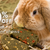 Brindle Pet Supplies