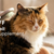 Brindle Pet Supplies
