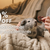 Brindle Pet Supplies