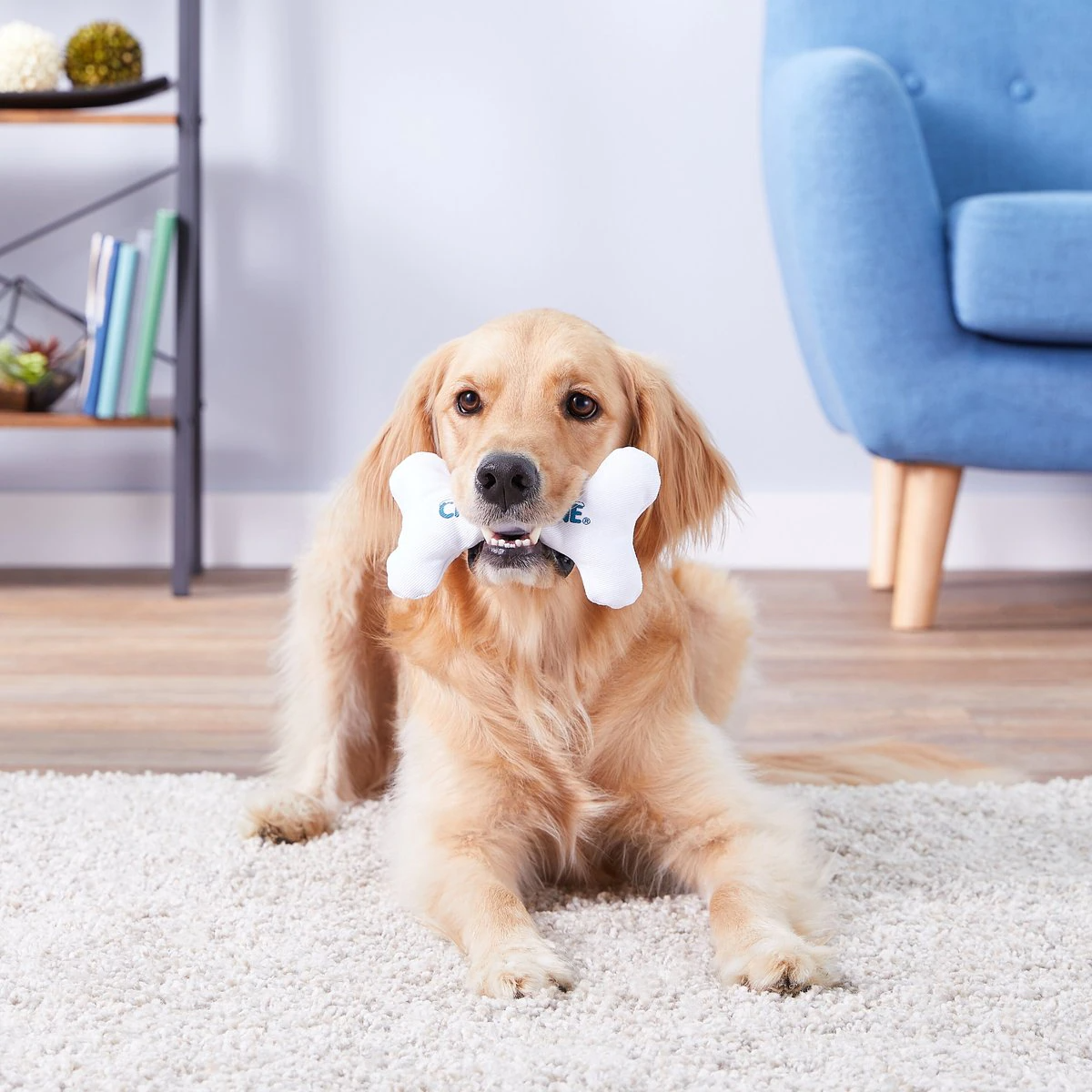 MultiPet Chilly Bone Freezable Puppy Teething Toy