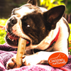 Canine Naturals Hide-Free Chicken Rolls Small 2.5" - 6 Pack